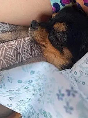 Name Chihuahua Dog Izzy