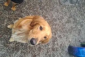 Name Golden Retriever Dog Penny