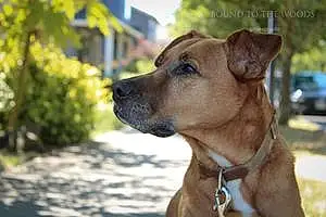 Name Boxer Dog Eva