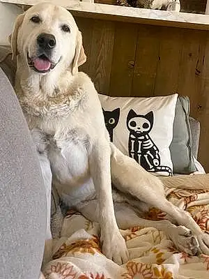 Name Labrador Retriever Dog Trooper