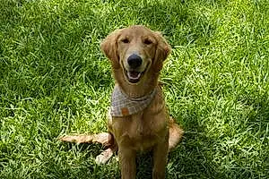 Name Golden Retriever Dog Duncan
