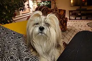 Lhasa Apso Dog Tosca