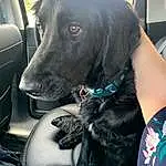 Leg, Dog, Comfort, Plant, Vehicle, Carnivore, Couch, Car Seat Cover, Black Hair, Companion dog, Thigh, Steering Wheel, Snout, Dog breed, Vehicle Door, Car Seat, Human Leg, Head Restraint, Personal Luxury Car, Vroom Vroom