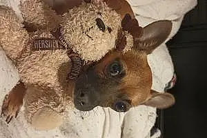 Name Chihuahua Dog Roxy