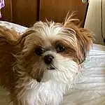 Dog, Dog breed, Carnivore, Liver, Companion dog, Toy Dog, Working Animal, Snout, Shih Tzu, Canidae, Furry friends, Terrier, Small Terrier, Mal-shi, Maltepoo, Shih-poo, Biewer Terrier, Yorkipoo, Comfort