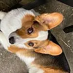 Dog, Dog breed, Carnivore, Whiskers, Companion dog, Fawn, Ear, Working Animal, Canidae, Wood, Furry friends, Herding Dog, Terrestrial Animal, Tail, Toy Dog, Puppy, Non-sporting Group, Corgi-chihuahua, Paw