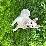Dog, Plant, Dog breed, Carnivore, Companion dog, Fawn, Grass, Snout, Tail, Groundcover, Working Animal, Lawn, Terrestrial Animal, Canidae, Shrub, Grassland, Tree, Felidae