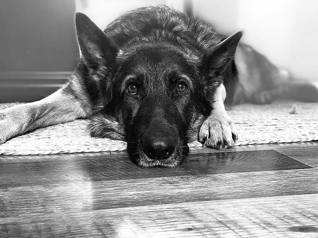 Dog, Black, Black-and-white, Carnivore, Wood, Style, Dog breed, German Shepherd Dog, Black & White, Monochrome, Tints And Shades, Snout, Whiskers, Stock Photography, Still Life Photography, Paw, Shadow, Furry friends, Guard Dog