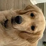 Dog, Eyes, Dog breed, Carnivore, Whiskers, Companion dog, Fawn, Ear, Pet Supply, Canidae, Furry friends, Working Animal, Golden Retriever, Working Dog
