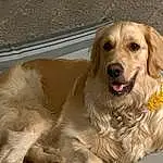 Dog, Dog breed, Carnivore, Companion dog, Fawn, Snout, Pet Supply, Whiskers, Canidae, Gun Dog, Furry friends, Paw, Working Animal, Retriever, Fang, Golden Retriever, Working Dog, Terrestrial Animal, Shout