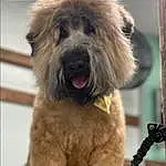 Dog, Dog breed, Liver, Carnivore, Water Dog, Companion dog, Snout, Working Animal, Toy Dog, Canidae, Terrier, Furry friends, Wrinkle, Giant Dog Breed, Maltepoo, Small Terrier, Non-sporting Group, Yorkipoo, Puppy