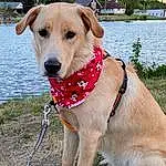 Water, Dog, Sky, Dog breed, Carnivore, Collar, Pet Supply, Working Animal, Plant, Companion dog, Dog Supply, Dog Collar, Fawn, Lake, Snout, Leash, Grass, Tail, Canidae