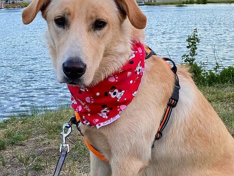 Water, Dog, Sky, Dog breed, Carnivore, Collar, Pet Supply, Working Animal, Plant, Companion dog, Dog Supply, Dog Collar, Fawn, Lake, Snout, Leash, Grass, Tail, Canidae