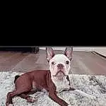 Dog, Dog breed, Carnivore, Companion dog, Fawn, Bulldog, Snout, Comfort, Canidae, Working Animal, Whiskers, Toy Dog, Molosser, Paw, Terrestrial Animal, Non-sporting Group, Puppy, Tail, French Bulldog