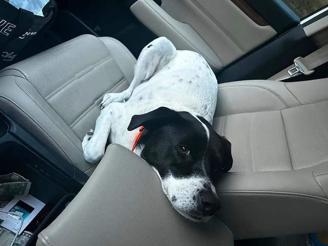 Dog, Vehicle, Car, Car Seat Cover, Carnivore, Vroom Vroom, Automotive Design, Vehicle Door, Car Seat, Head Restraint, Dog breed, Automotive Exterior, Comfort, Automotive Tire, Auto Part, Companion dog, Personal Luxury Car, Working Animal, Family Car, Luxury Vehicle