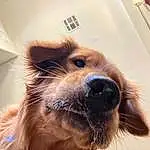 Dog, Carnivore, Ear, Liver, Dog breed, Whiskers, Working Animal, Fawn, Companion dog, Snout, Selfie, Furry friends, Canidae, Puppy, Happy, Terrier, Small Terrier, Working Dog, Paw