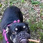 Dog, Plant, Carnivore, Dog breed, Collar, Pug, Grass, Companion dog, Fawn, Dog Collar, Bulldog, Snout, Boston Terrier, Toy Dog, Working Animal, Whiskers, Canidae, Molosser, Groundcover