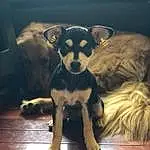 Dog, Working Animal, Carnivore, Dog breed, Wood, Fawn, Companion dog, Couch, Whiskers, Snout, Toy Dog, Tail, Terrestrial Animal, Hardwood, Furry friends, Toy, Paw, Chihuahua, Guard Dog