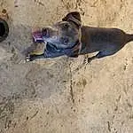 Dog, Dog breed, Carnivore, Fawn, Snout, Terrestrial Animal, Working Animal, Collar, Rampur Greyhound, Sand, Canidae, Dog Collar, Carmine, Soil, Non-sporting Group, Hunting Dog