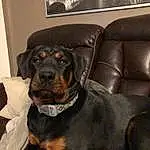 Dog, Dog breed, Carnivore, Comfort, Collar, Companion dog, Working Animal, Whiskers, Picture Frame, Guard Dog, Working Dog, Liver, Chair, Terrestrial Animal, Furry friends, Dog Collar, Hunting Dog, Rottweiler