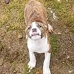Dog, Carnivore, Dog breed, Grass, Fawn, Companion dog, Working Animal, Soil, Whiskers, Molosser, Terrestrial Animal, Wrinkle, Dog Collar, Canidae, Bulldog, Ancient Dog Breeds, Plant, Working Dog, Non-sporting Group