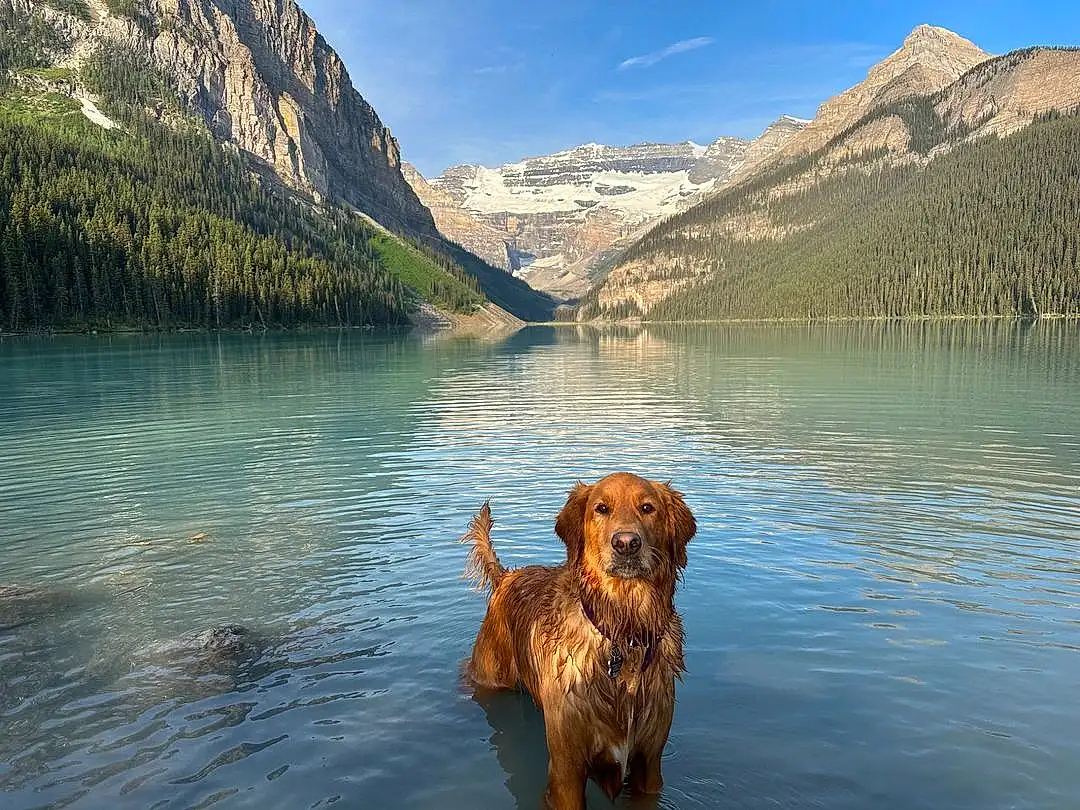 Water, Dog, Mountain, Sky, Water Resources, Cloud, Lake, Carnivore, Natural Landscape, Watercourse, Fawn, Dog breed, Morning, Working Animal, Landscape, Mountain Range, Companion dog, Gun Dog, Hill, Valley