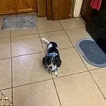 Dog, Wood, Carnivore, Hardwood, Companion dog, Dog breed, Working Animal, Laminate Flooring, Wood Stain, Door, Tail, Wood Flooring, Small To Medium-sized Cats, Furry friends, Room, Tile, Canidae, Paw