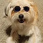 Glasses, Head, Dog, Sunglasses, Dog breed, Carnivore, Goggles, Vision Care, Companion dog, Toy Dog, Snout, Terrier, Small Terrier, Working Animal, Eyewear, Dog Collar, Dog Supply, Furry friends, Canidae