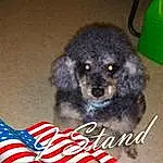 Dog, Carnivore, Water Dog, Dog breed, Flag Of The United States, Companion dog, Working Animal, Snout, Toy Dog, Pet Supply, Furry friends, Canidae, Terrestrial Animal, Liver, Event, Flag Day (usa), Dog Supply, Non-sporting Group, Cumulus