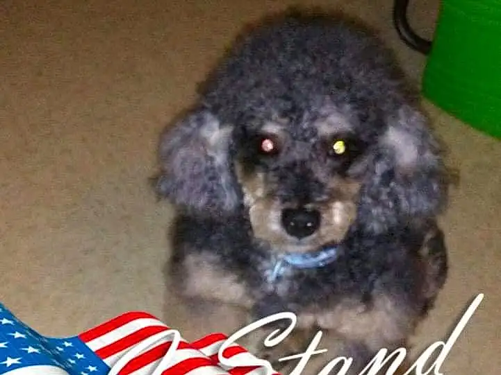 Dog, Carnivore, Water Dog, Dog breed, Flag Of The United States, Companion dog, Working Animal, Snout, Toy Dog, Pet Supply, Furry friends, Canidae, Terrestrial Animal, Liver, Event, Flag Day (usa), Dog Supply, Non-sporting Group, Cumulus