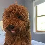 Dog, Carnivore, Liver, Dog breed, Companion dog, Snout, Water Dog, Terrier, Wood, Window, Furry friends, Working Animal, Toy Dog, Canidae, Small Terrier, Labradoodle, Hardwood, Puppy, Cockapoo