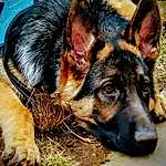 Dog, Eyes, Dog breed, Carnivore, Fawn, Grass, Snout, Herding Dog, German Shepherd Dog, Terrestrial Animal, Whiskers, Canidae, Plant, Old German Shepherd Dog, Furry friends, Bag, Working Dog, Luggage And Bags