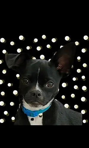 Name Chihuahua Dog Taz