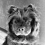 Dog, Dog breed, Carnivore, Whiskers, Iris, Style, Working Animal, Companion dog, Snout, Black & White, Monochrome, Canidae, Furry friends, Terrestrial Animal, Paw, Toy Dog, Liver, Working Dog, Ancient Dog Breeds