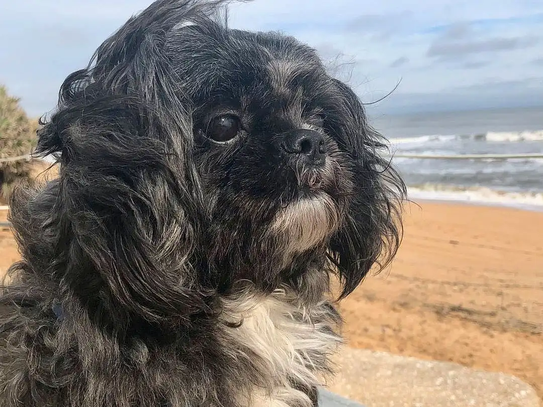 Dog, Water, Sky, Carnivore, Dog breed, Cloud, Companion dog, Liver, Working Animal, Toy Dog, Beach, Snout, Terrier, Small Terrier, Furry friends, Canidae, Tree, Shih-poo, Shih Tzu