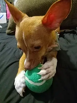 Name Chihuahua Dog Roxy