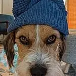 Dog, Carnivore, Dog breed, Headgear, Fawn, Companion dog, Hat, Cap, Snout, Dog Clothes, Whiskers, Beard, Furry friends, Wool, Dog Supply, Fashion Accessory, Winter, Woolen, Facial Hair