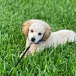 Plant, Dog, Dog breed, Carnivore, Grass, Companion dog, Fawn, Snout, Ball, Groundcover, Canidae, Chair, Grassland, Terrestrial Animal, Puppy, Retriever, Prairie