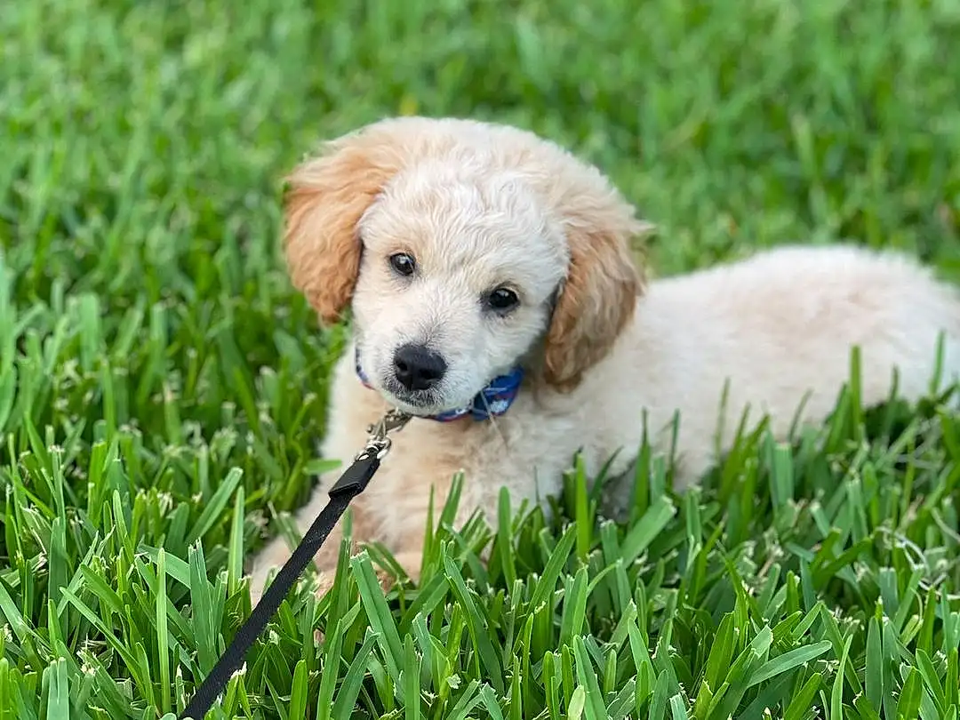 Plant, Dog, Dog breed, Carnivore, Grass, Companion dog, Fawn, Snout, Ball, Groundcover, Canidae, Chair, Grassland, Terrestrial Animal, Puppy, Retriever, Prairie