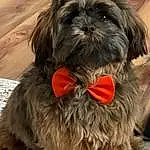 Dog, Dog breed, Carnivore, Liver, Companion dog, Fawn, Working Animal, Toy Dog, Dog Supply, Snout, Small Terrier, Terrier, Furry friends, Canidae, Shih Tzu, Tail, Maltepoo, Terrestrial Animal, Non-sporting Group