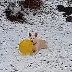 Dog, Snow, Dog breed, Carnivore, Dog Supply, Fawn, Companion dog, Ball, Snout, Winter, Sports Toy, Sports Equipment, Freezing, Canidae, Working Animal, Dog Toy, Tail, Non-sporting Group, Pet Supply