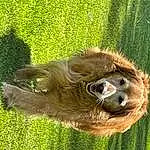 Primate, Liver, Grass, Fawn, Dog breed, Terrestrial Animal, Plant, Orangutan, Snout, Two-toed Sloth, Sloth, Grassland, Furry friends, Camelid, Groundcover, Canidae, Pasture, Recreation
