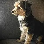 Dog, Dog breed, Carnivore, Companion dog, Toy Dog, Screenshot, Snout, Rectangle, Water Dog, Font, Liver, Terrier, Small Terrier, Canidae, Photo Caption, Working Animal, Furry friends, Yorkipoo, Puppy