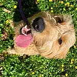 Dog, Flower, Dog breed, Carnivore, Plant, Fawn, Companion dog, Grass, Snout, Toy, Groundcover, Airedale Terrier, Rodent, Furry friends, Wire Hair Fox Terrier, Canidae, Terrier