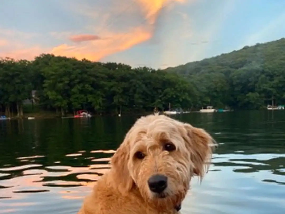 Water, Cloud, Sky, Dog, Water Resources, Mountain, Lake, Carnivore, Boat, Boats And Boating--equipment And Supplies, Summer, Companion dog, Leisure, Dog breed, Tree, Calm, Travel, Fun, Reflection, Landscape