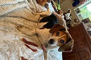 Name Beagle Dog Fiona