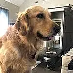 Dog, Dog breed, Carnivore, Companion dog, Fawn, Snout, Canidae, Furry friends, Gun Dog, Pet Supply, Golden Retriever, Working Animal, Window, Working Dog, Whiskers