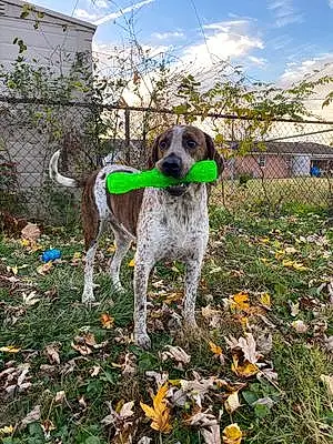 Name Coonhound Dog Trooper