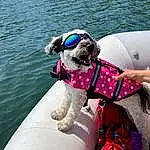 Water, Dog, Boat, Boats And Boating--equipment And Supplies, Dog breed, Vehicle, Carnivore, Outdoor Recreation, Lake, Companion dog, Collar, Lifejacket, Leisure, Summer, Personal Protective Equipment, Working Animal, Recreation, Watercraft, Plant, Tree