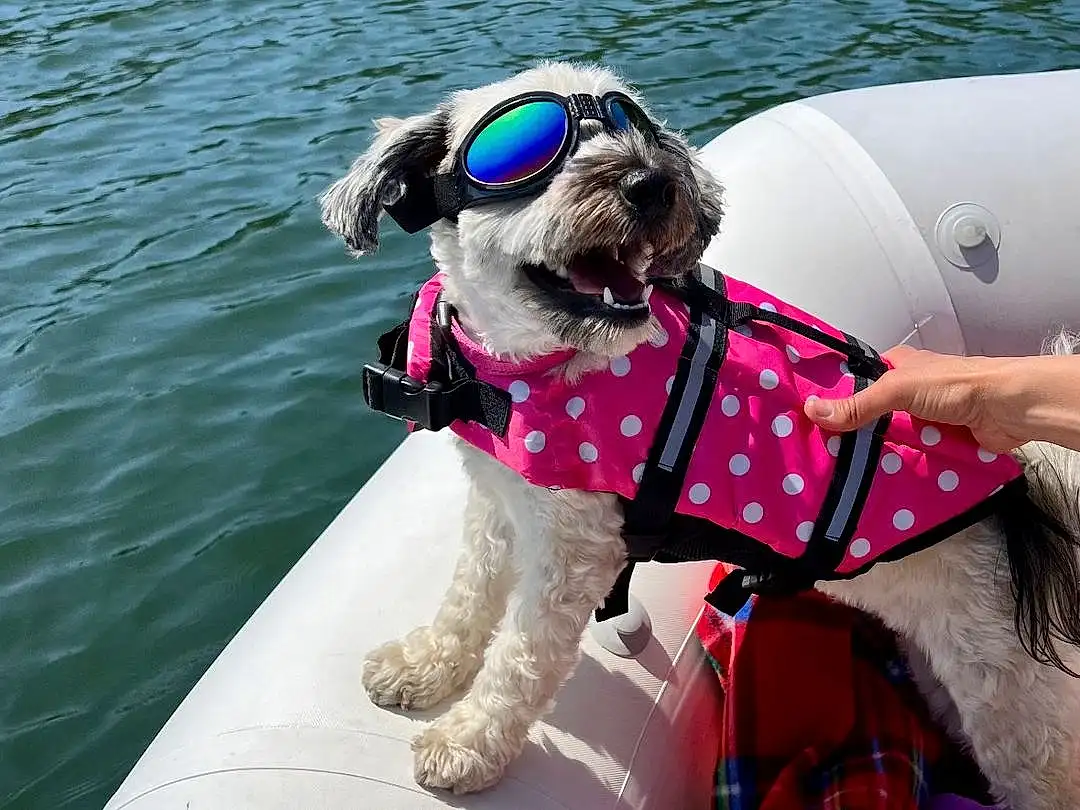 Water, Dog, Boat, Boats And Boating--equipment And Supplies, Dog breed, Vehicle, Carnivore, Outdoor Recreation, Lake, Companion dog, Collar, Lifejacket, Leisure, Summer, Personal Protective Equipment, Working Animal, Recreation, Watercraft, Plant, Tree